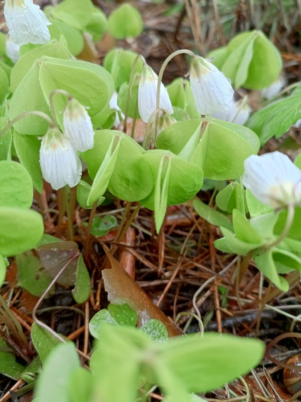 Гостиница Ашхен Осташков-151